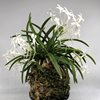 Neofinetia falcata Setsuzan 雪山 